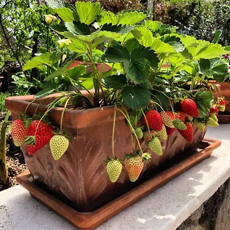 Lauricella Bed and breakfast Lipari (Isola Lipari)