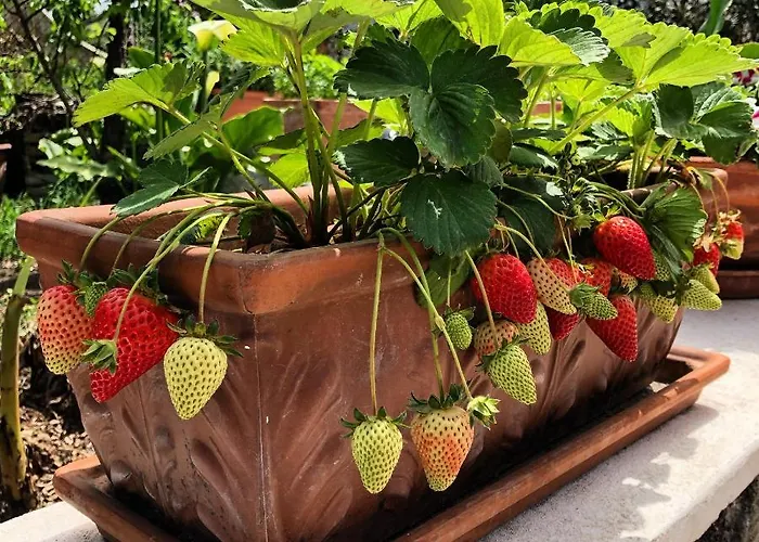 Lauricella לינה וארוחת בוקר ליפארי