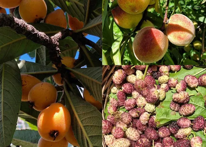 Lauricella ליפארי