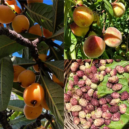 Lauricella 리파리